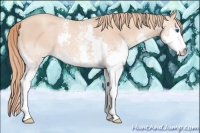 Horse Color:White Spotted Gold Champagne Splash 