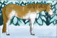 Horse Color:White Spotted Chestnut 