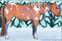 Horse Color:Painted White Spotted Buckskin Dun