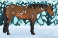 Horse Color:White Spotted Bay 