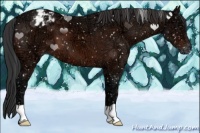 Horse Color:Brown Ice Appaloosa 