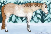 Horse Color:White Spotted Chestnut Ice 