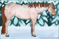 Horse Color:Chestnut Ice Rabicano 