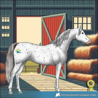 Horse Color:Black Appaloosa