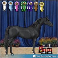 Horse Color:Black 