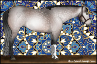 Horse Color:Gray Bay Roan