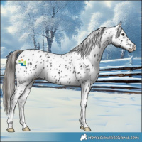Horse Color:Black Near Leopard 