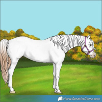 Horse Color:Red Dun Splash Appaloosa 