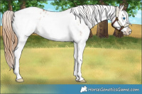 Horse Color:White Spotted Chestnut Splash Appaloosa