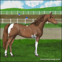 Horse Color:Chestnut Tobiano 