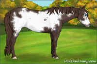 Horse Color:Liver Chestnut Frame 