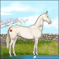 Horse Color:Buckskin Roan Pearl  and Buckskin Roan Pearl Splash 