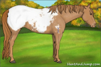 Horse Color:Red Roan Snowcap 