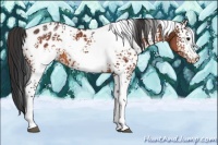 Horse Color:White Spotted Brown Appaloosa 