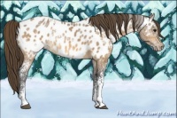 Horse Color:White Spotted Buckskin Ice Appaloosa 