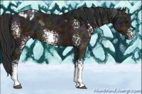 Horse Color:White Spotted Midnight Bay Ice Appaloosa