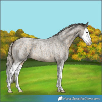 Horse Color:Silver Buckskin Roan Splash