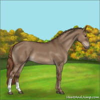 Horse Color:Liver Red Dun 