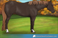 Horse Color:Liver Chestnut 
