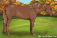 Horse Color:Chestnut Rabicano 