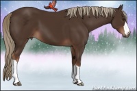 Horse Color:Liver Chestnut 