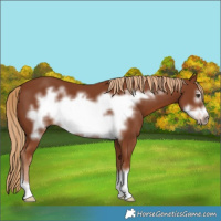 Horse Color:Chestnut Frame