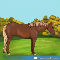 Horse Color:Chestnut 