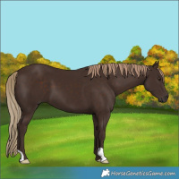 Horse Color:Liver Chestnut 