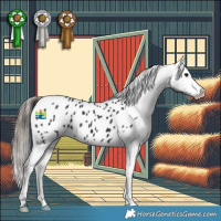 Horse Color:Black Appaloosa 