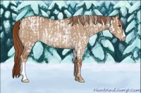 Horse Color:White Spotted Red Dun Rabicano  and Red Dun Rabicano 