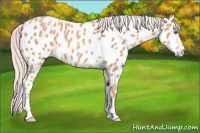Horse Color:Silver Classic Champagne Appaloosa 