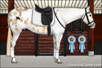 Horse Color:White Spotted Buckskin Dun Appaloosa 