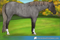 Horse Color:Liver Red Roan 