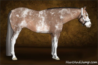Horse Color:White Spotted Sable Champagne