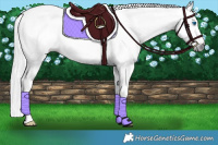 Horse Color:Gray White Spotted Bay Dun Splash 