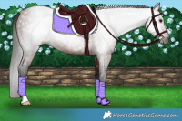 Horse Color:Gray Bay 