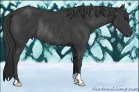 Horse Color:Black Rabicano 