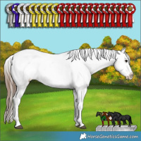 Horse Color:Black Ice Sabino Splash Tobiano Frame Appaloosa Rabicano  and Bay Ice Splash Tobiano Frame Appaloosa Rabicano 