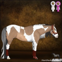 Horse Color:Bay Dun Splash Tobiano Rabicano