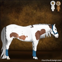 Horse Color:Bay Sabino Splash Tobiano Appaloosa Rabicano