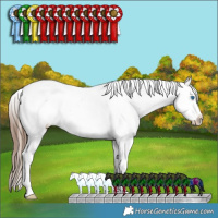 Horse Color:Amber Champagne Sabino Splash Varnish Rabicano  and Bay Ice Sabino Splash Tobiano Varnish Rabicano 
