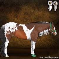 Horse Color:Bay Sabino Tobiano Appaloosa 