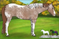 Horse Color:Chestnut Ice Sabino Splash Tobiano Varnish Rabicano 
