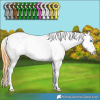 Horse Color:Buckskin Ice Roan Dun Sabino Splash Frame Blanket Rabicano 