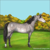 Horse Color:Platinum White Spotted Buckskin Rabicano 