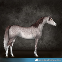 Horse Color:Platinum White Spotted Chocolate Buckskin Dun Rabicano 