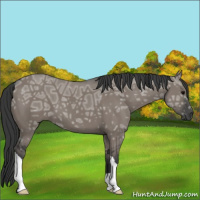 Horse Color:Grullo Ice 