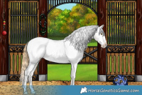Horse Color:White Spotted Classic Cream Champagne Dun Appaloosa Rabicano