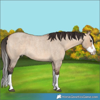 Horse Color:Bay Roan Dun Splash
