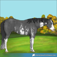 Horse Color:Black Sabino Splash 